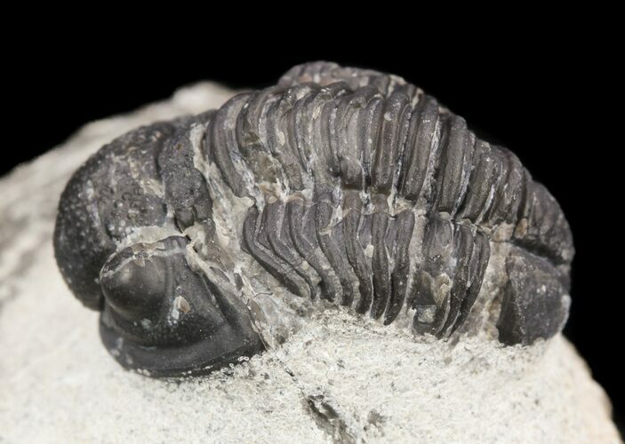 Bargain, Gerastos Trilobite Fossil - Morocco #52153